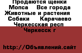 Продаются щенки Мопса. - Все города Животные и растения » Собаки   . Карачаево-Черкесская респ.,Черкесск г.